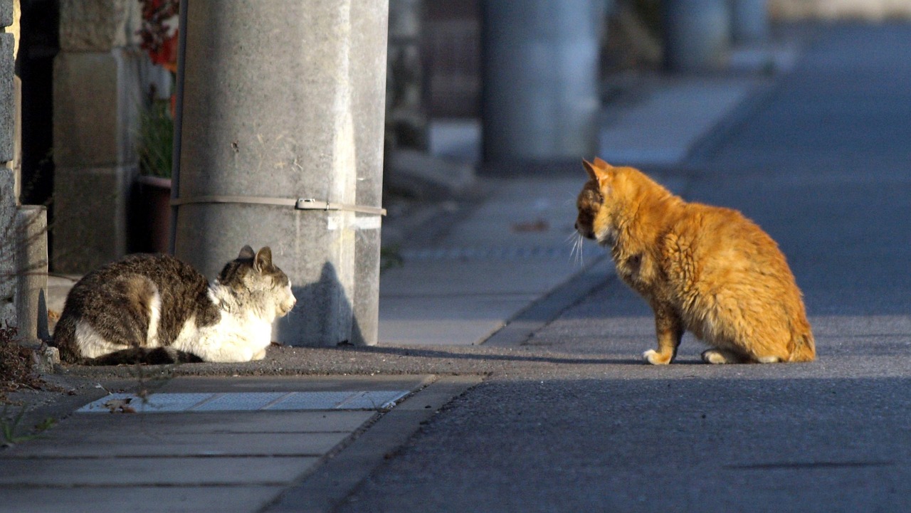 Matchmaking de chats